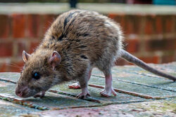 Kampf der Ratten-Plage